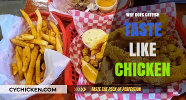Unraveling the Mystery: Why Catfish Tastes Surprisingly Like Chicken