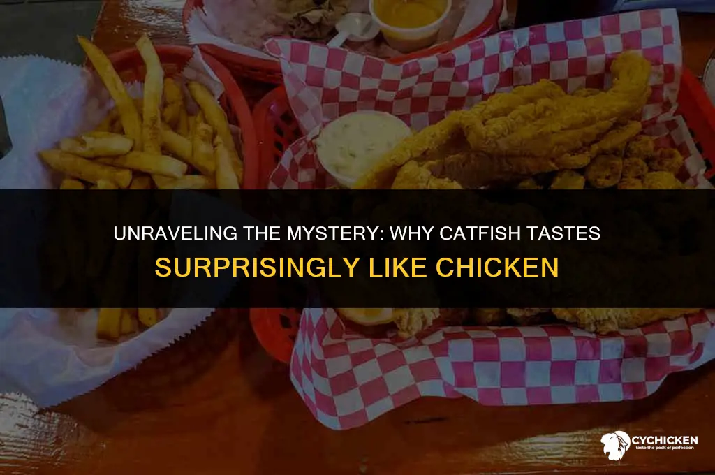 why does catfish taste like chicken