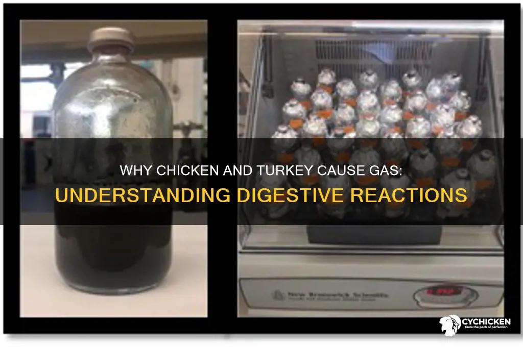 why does chicken and turkey give me gas
