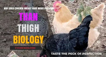 Why Chicken Breast Has More Protein Than Thigh: Biology Explained