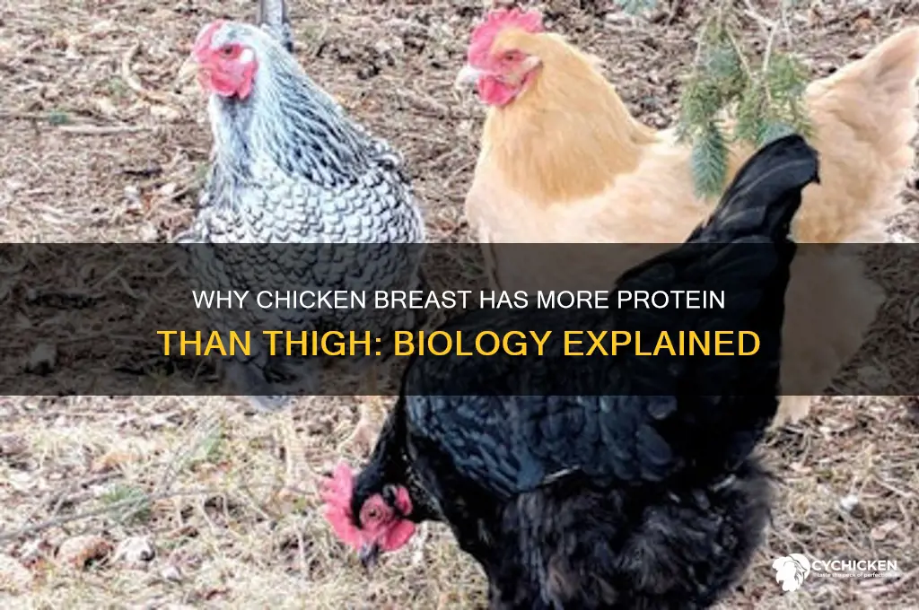 why does chicken breast have more protein than thigh biology