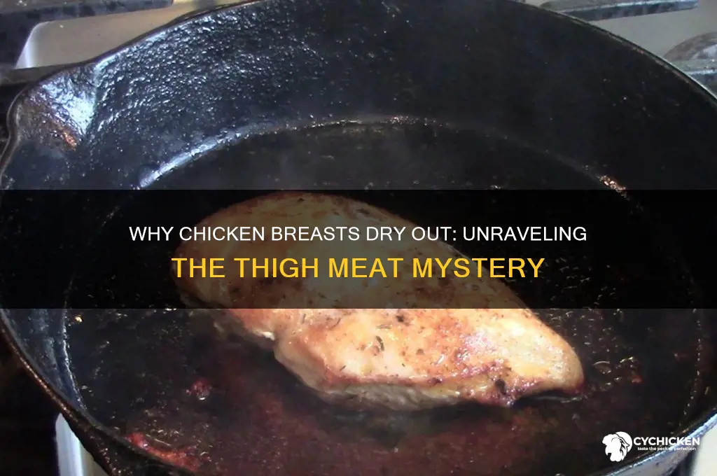 why does chicken breasts get dry compared to thighs