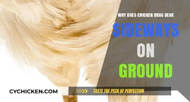 Why Chickens Drag Their Beaks Sideways: Uncovering the Ground Behavior