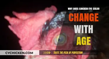 Understanding Chicken Eye Color Changes as They Age: Causes and Insights