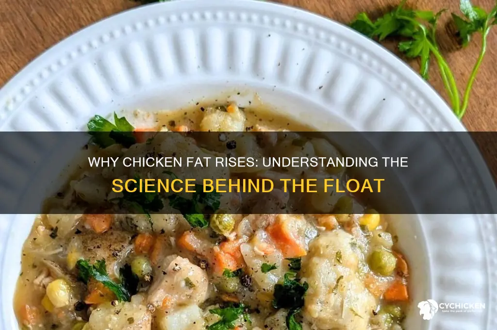 why does chicken fat rise to the top