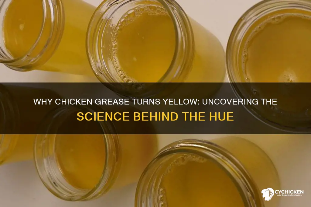 why does chicken grease have a yellowish color
