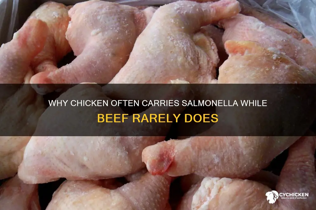 why does chicken have salmonella but not beef