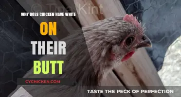 Why Chickens Have White Feathers on Their Bottoms Explained