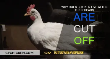 How Chickens Survive After Decapitation