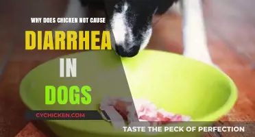 Why Chicken is Safe for Dogs: Diarrhea-Free Diet Explained