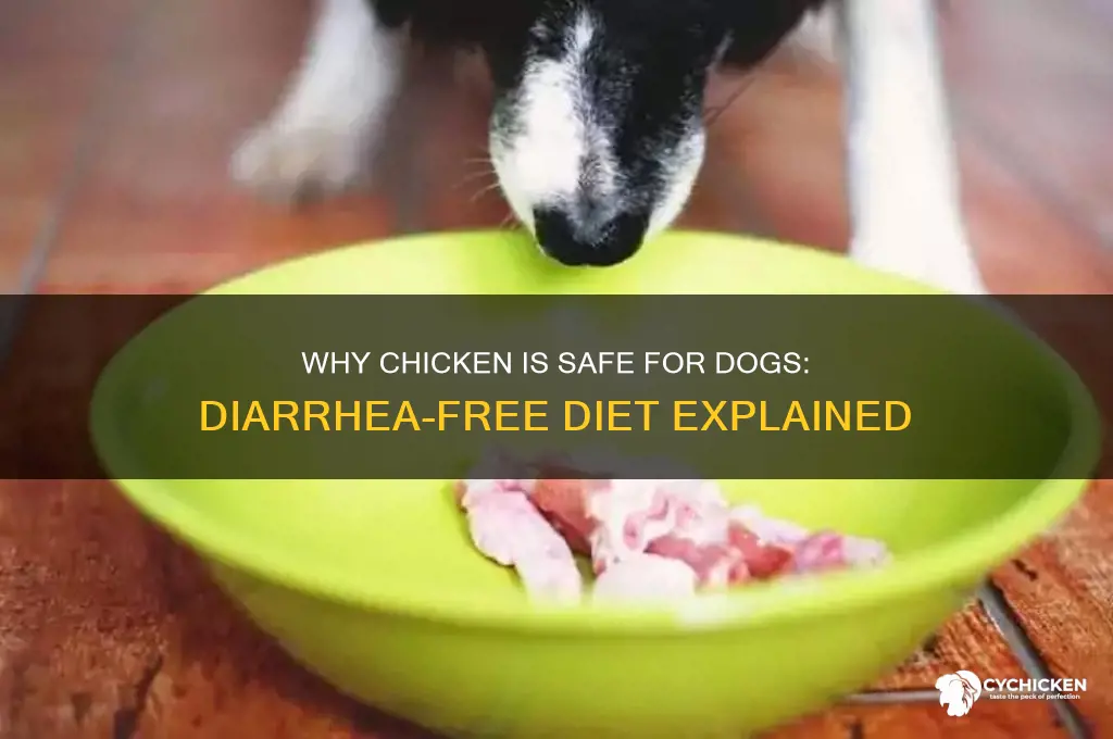 why does chicken not cause diarrhea in dogs