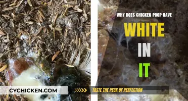 Understanding the White Specks in Chicken Poop: Causes and Concerns