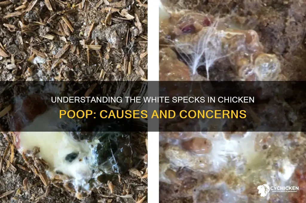 why does chicken poop have white in it