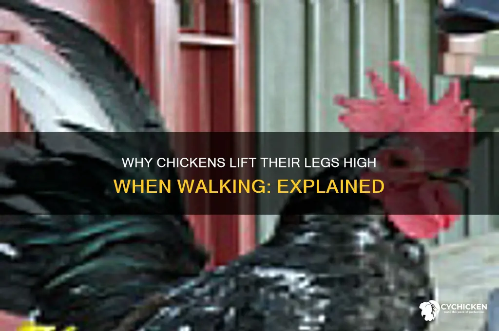 why does chicken raise leg high when walking