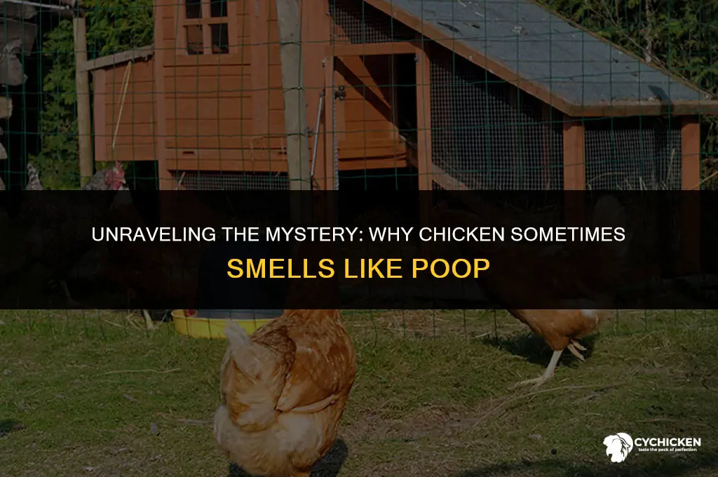 why does chicken smell like poop