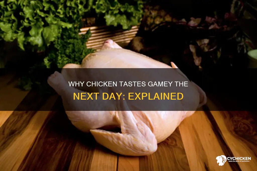 why does chicken taste gamey the next day