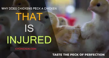 Understanding the Brutal Nature of Chickens