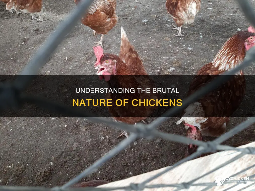 why does chickens peck a chicken that is injured