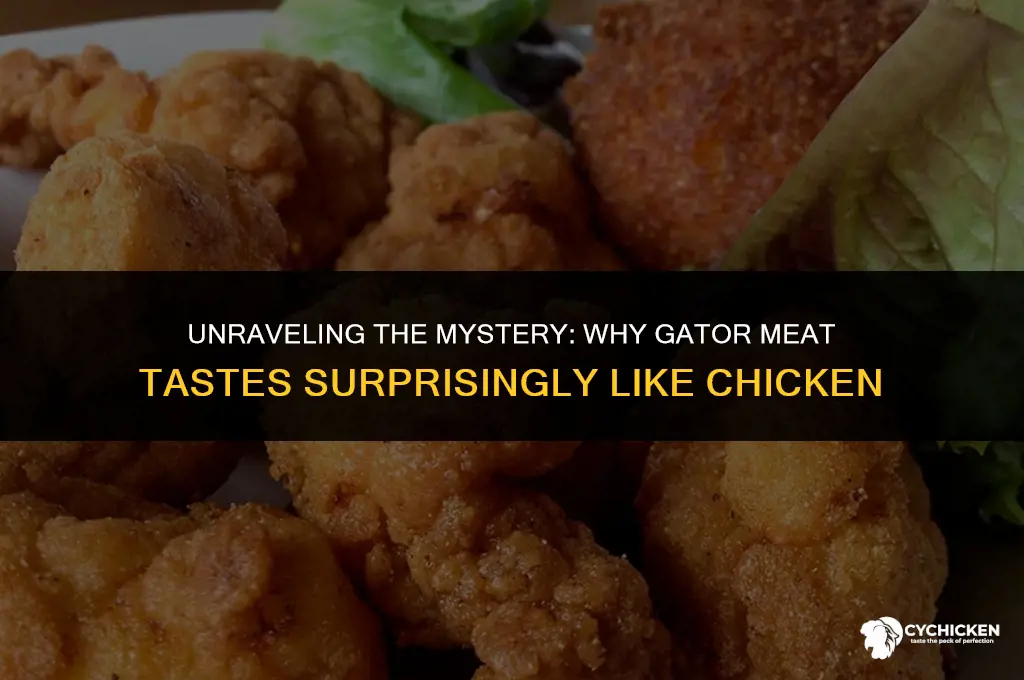why does gator taste like chicken