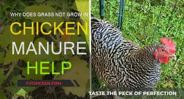 Chicken Manure: Grass Growth's Unlikely Enemy