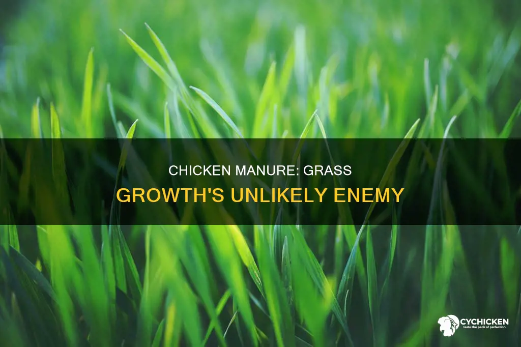 why does grass not grow in chicken manure help