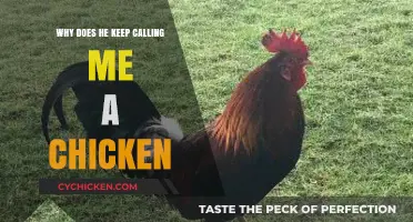 Why He Calls You a Chicken: Decoding His Insults and Intentions
