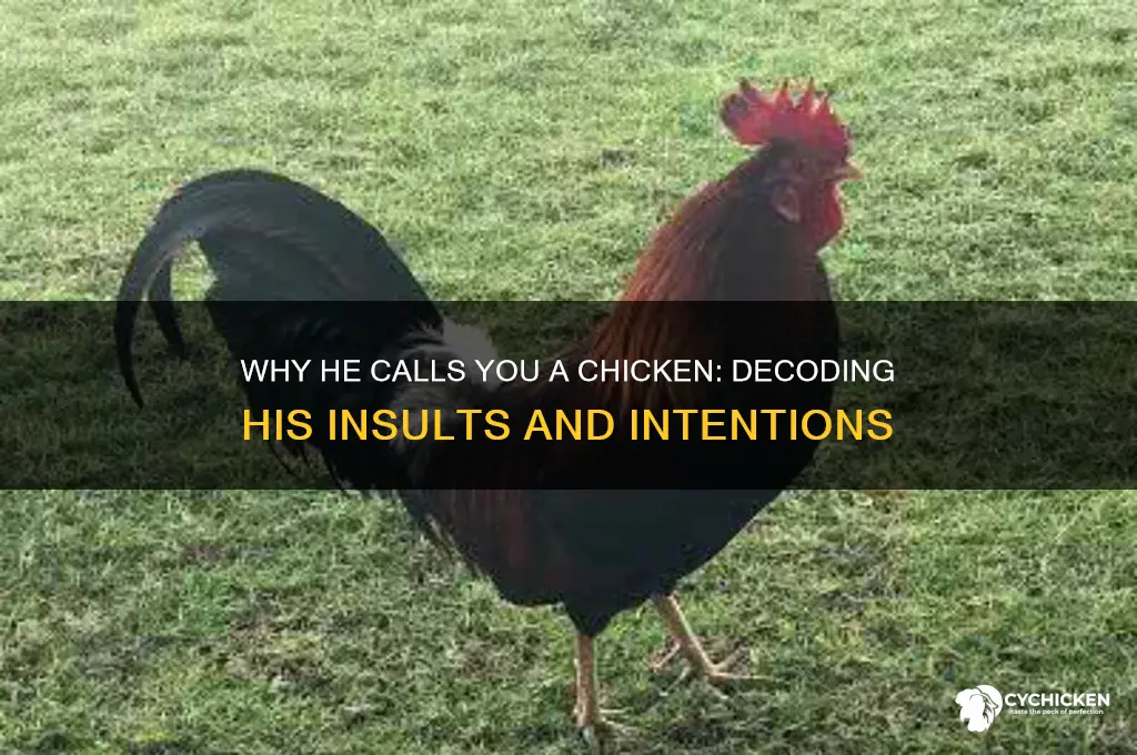 why does he keep calling me a chicken