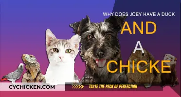 Joey's Odd Pets: Duck and Chicken Companionship Explained