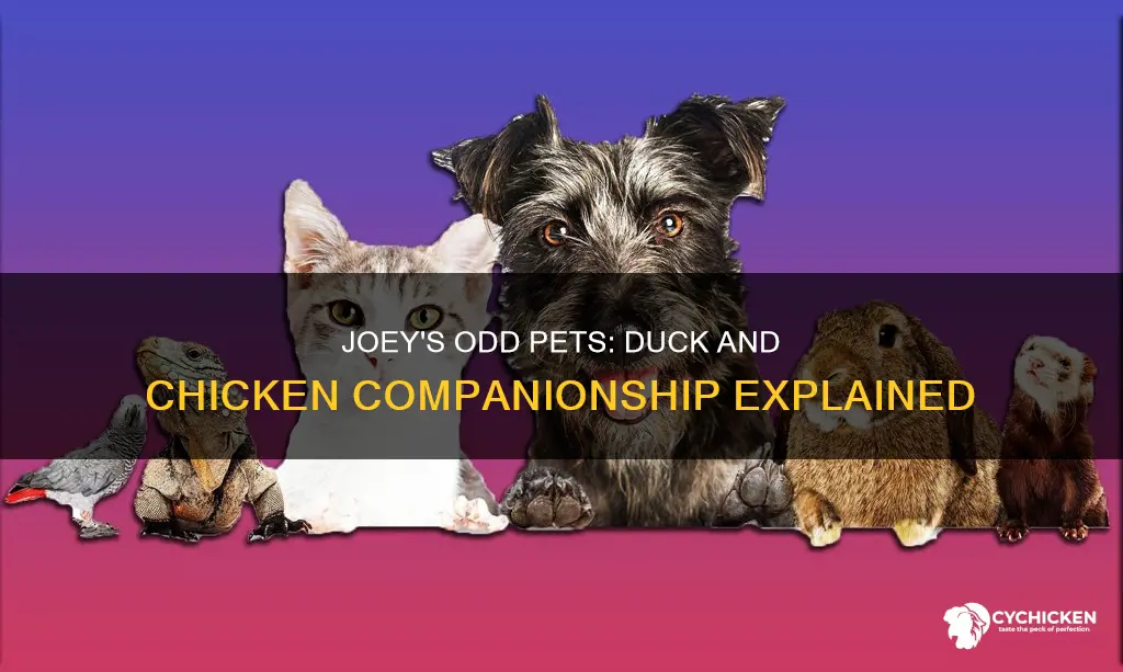 why does joey have a duck and a chicken