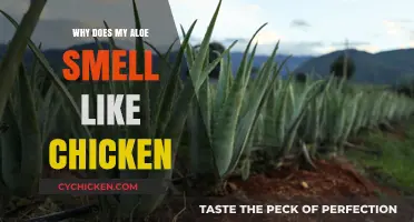 Unraveling the Mystery: Why Your Aloe Smells Like Chicken