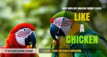 Why Does My Amazon Parrot Cluck Like a Chicken?
