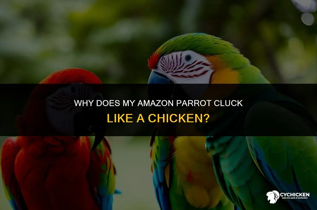 why does my amazon parrot cluck like a chicken