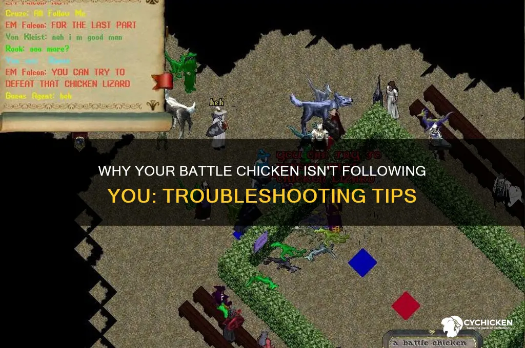 why does my battle chicken not follow me