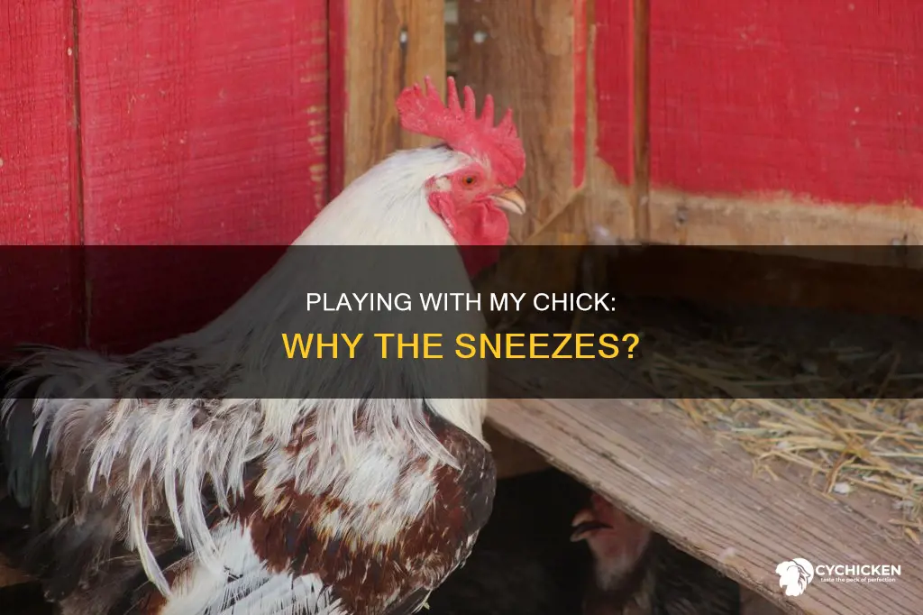 why does my chick always sneeze when we play