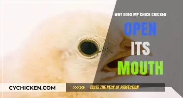 Why Chickens Open Their Mouths: Understanding Your Chick's Behavior