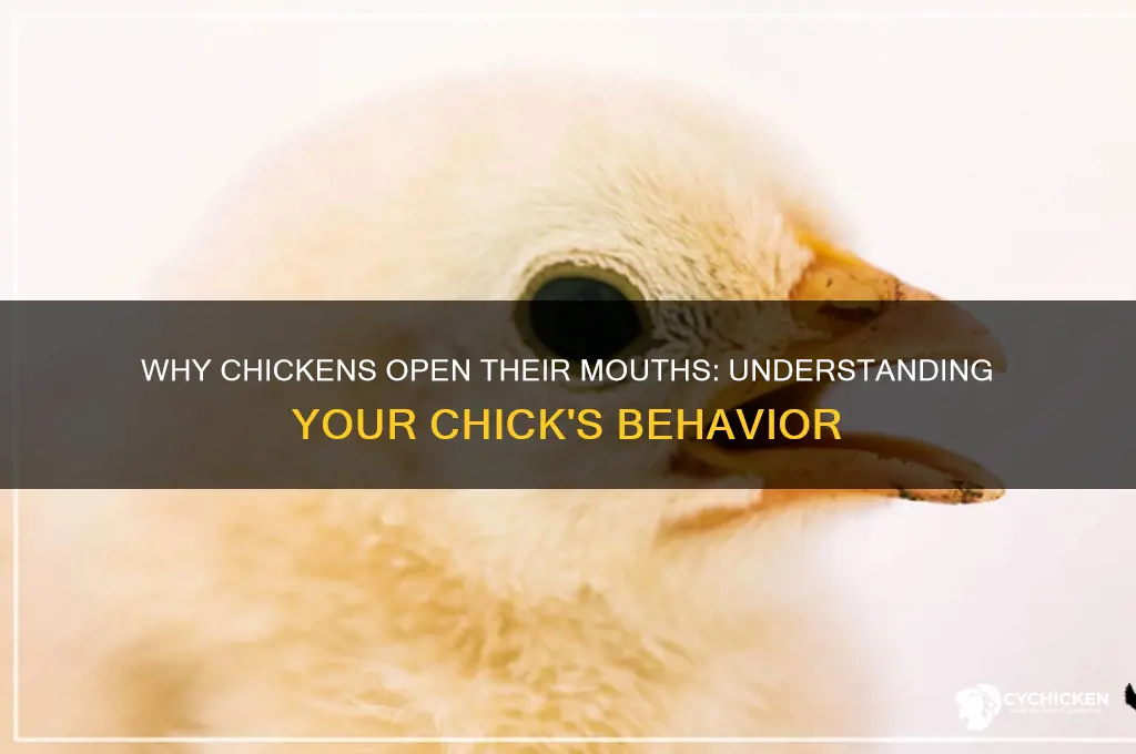 why does my chick chicken open its mouth