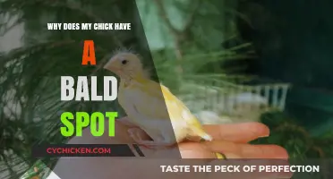 Why Does My Chick Have a Bald Spot? Causes and Solutions