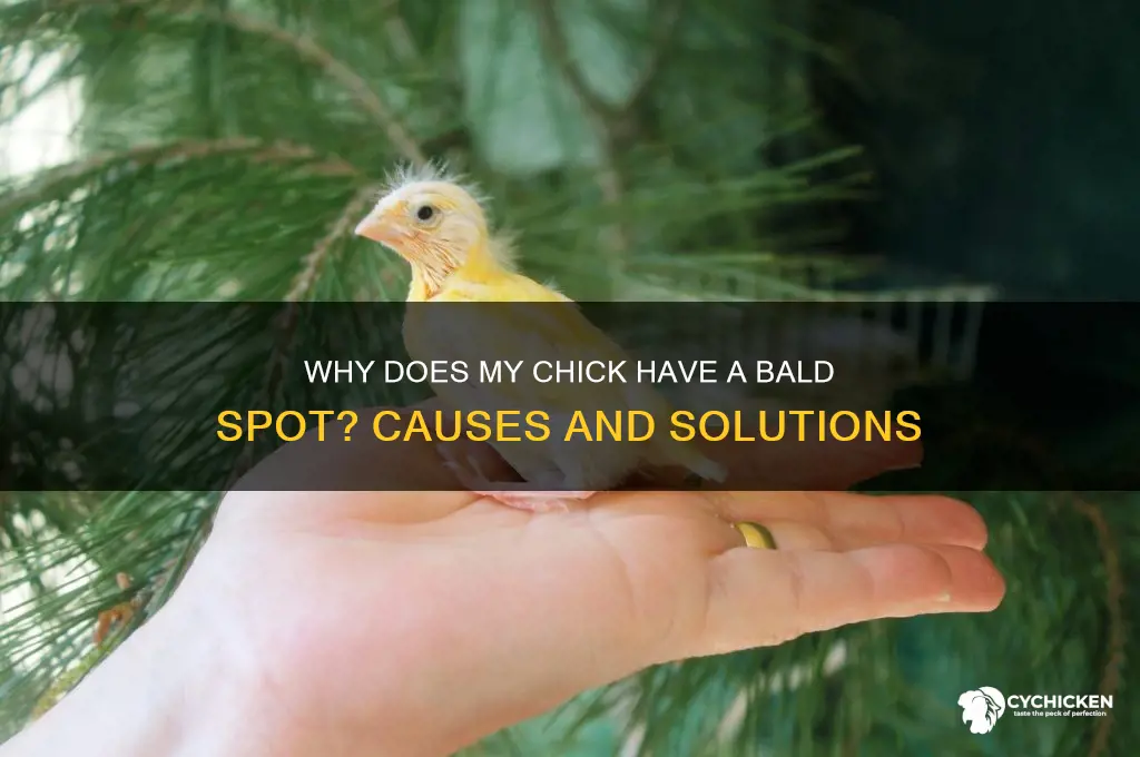 why does my chick have a bald spot