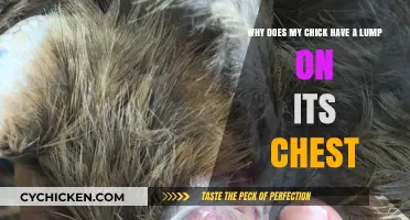 What's That Lump? Chick Chest Concerns