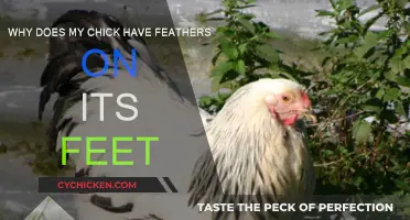 Chick Feathers: What Do Foot Feathers Mean?