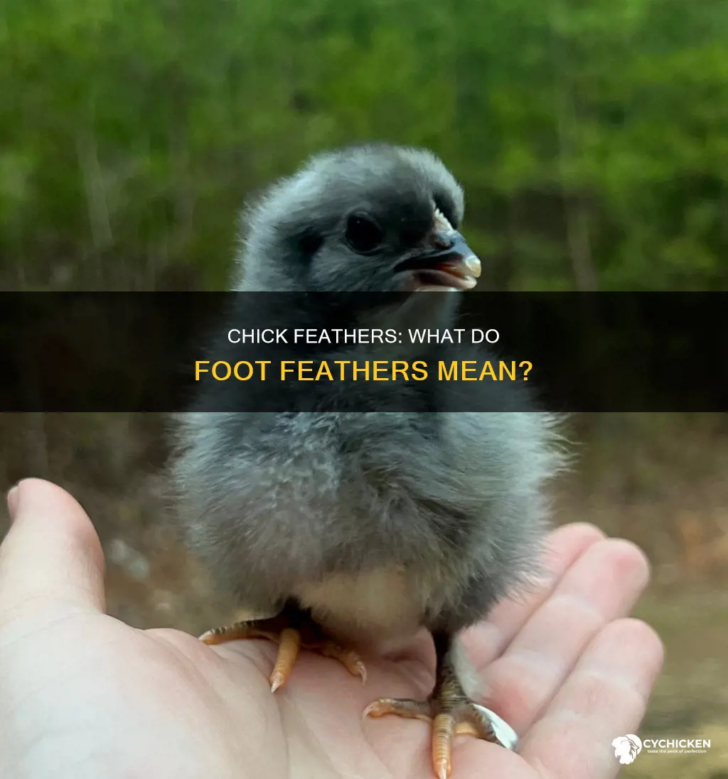 why does my chick have feathers on its feet