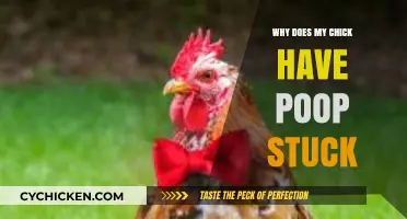 Chick Poop Problems: Causes and Solutions for Stuck Droppings