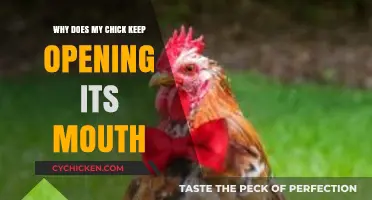 Why Does My Chick Keep Opening Its Mouth? Understanding the Behavior