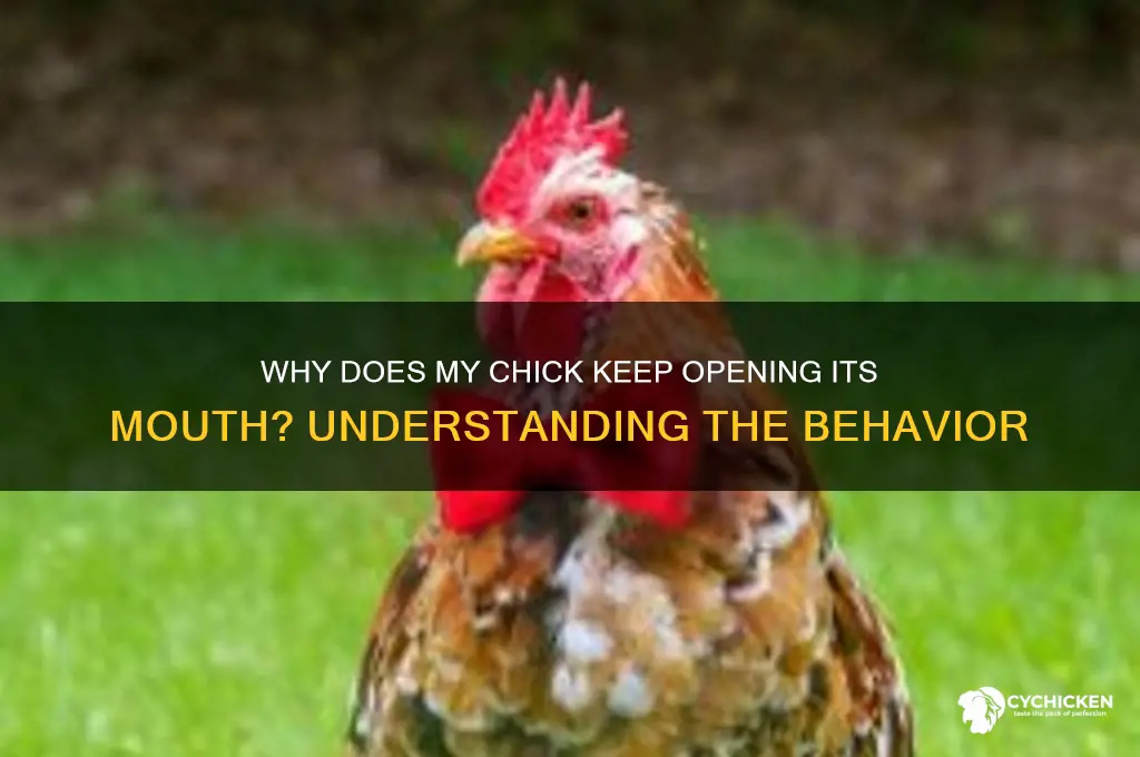 why does my chick keep opening its mouth