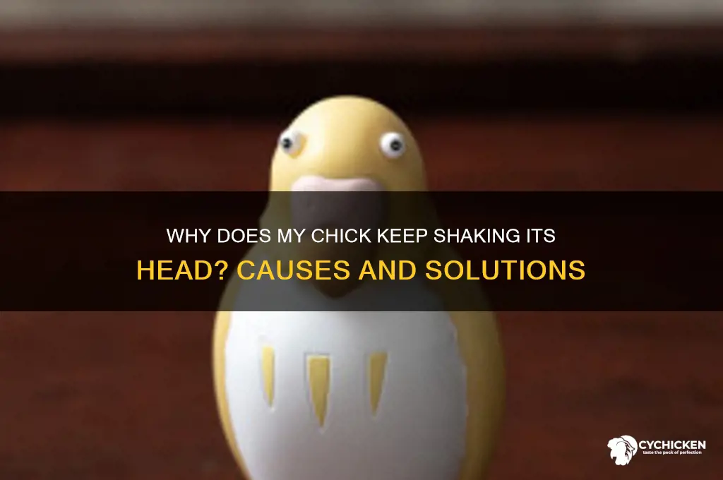 why does my chick keep shaking its head