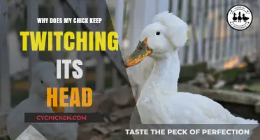 Why Does My Chick Twitch Its Head? Understanding the Causes
