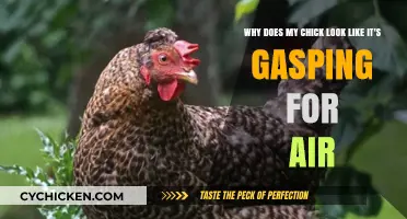 Is Your Chick Gasping for Air? Here's What You Need to Know