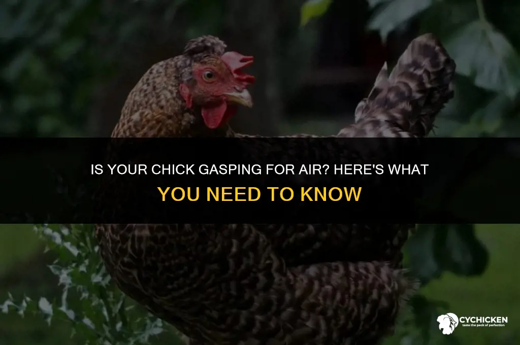 why does my chick look like it
