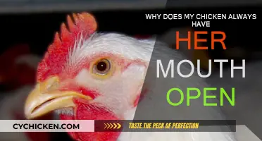 Why Chickens Keep Their Beaks Open