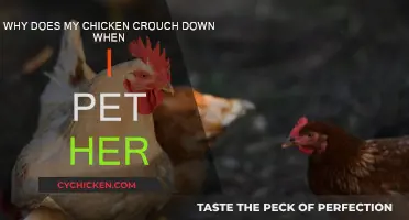 Understanding Your Crouching Chicken's Body Language
